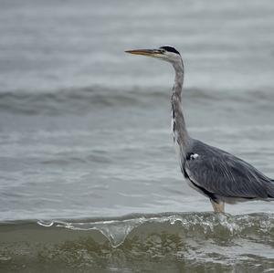 Grey Heron