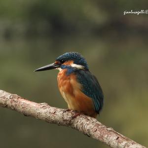 Common Kingfisher