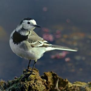 White Wagtail