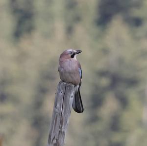 Eurasian Jay