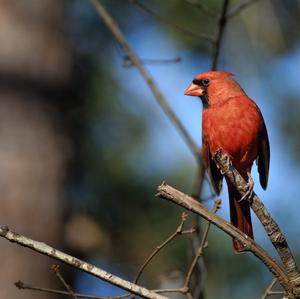 Northern Cardinal