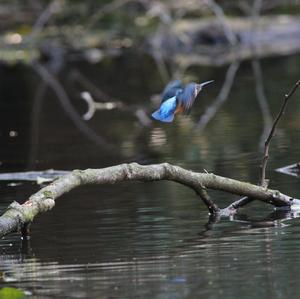 Eisvogel