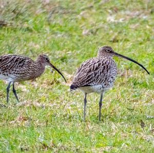 Eurasian Curlew