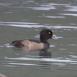 Tufted Duck