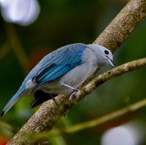 Blue-grey Tanager