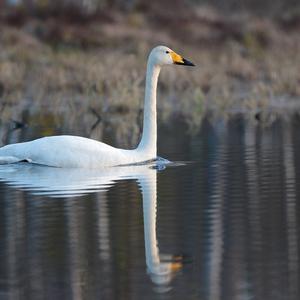 Whooper Swan