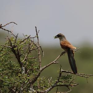 White-browed Coucal