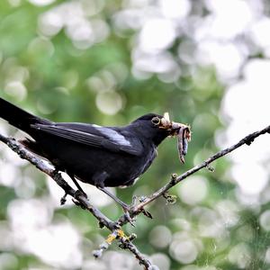 Eurasian Blackbird