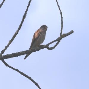 Common Kestrel