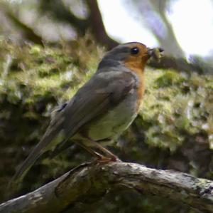 European Robin