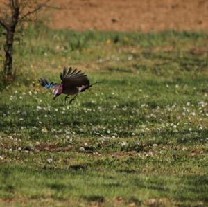 Eurasian Jay