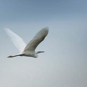 Little Egret