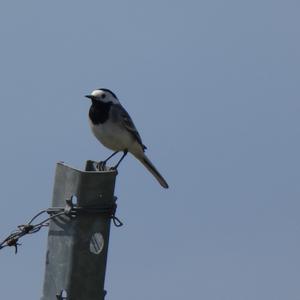 White Wagtail