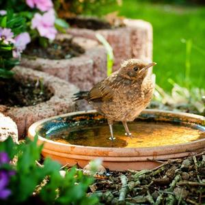 Eurasian Blackbird