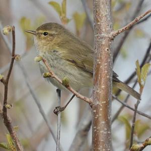 Common Chiffchaff