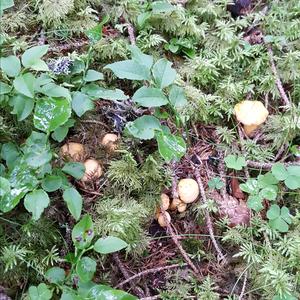 Chanterelle, Common