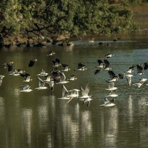 Northern Lapwing