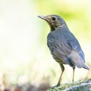 Song Thrush