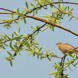 Common Chiffchaff