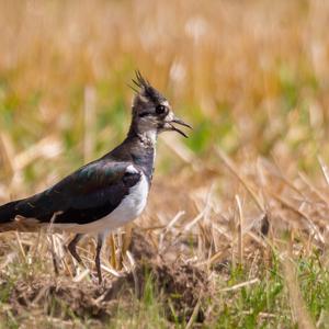 Northern Lapwing