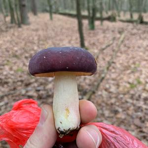 Shellfish-scented Russula