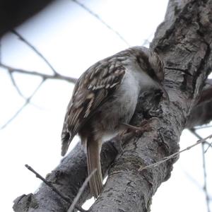 Short-toed Treecreeper