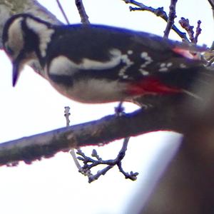 Great Spotted Woodpecker