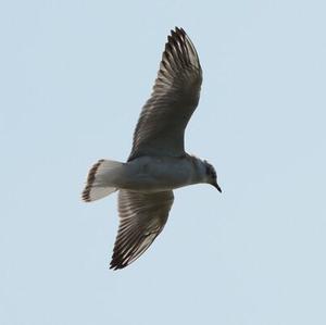 Common Tern