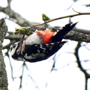 Great Spotted Woodpecker