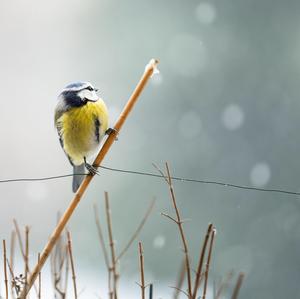 Blue Tit