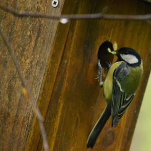 Great Tit