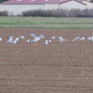 Herring Gull