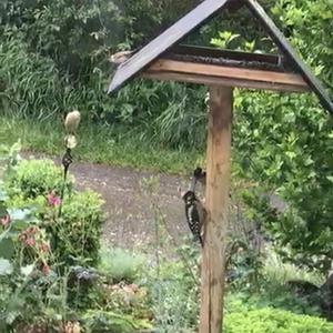 Great Spotted Woodpecker