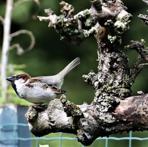 House Sparrow