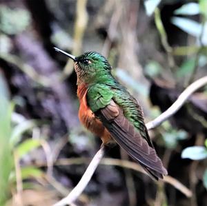 Chestnut-breasted Coronet