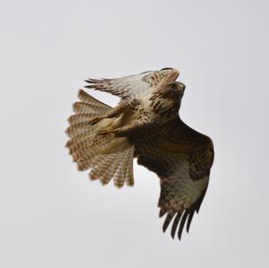 Common Buzzard