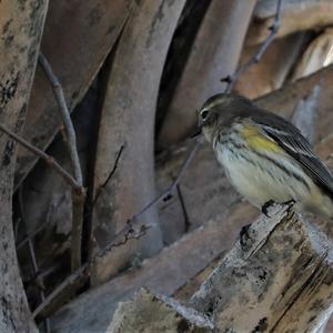 Yellow-rumped Warbler