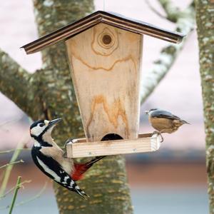 Great Spotted Woodpecker