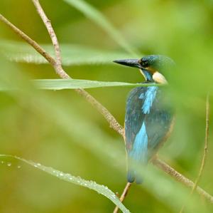 Common Kingfisher