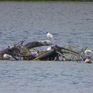 Black-headed Gull