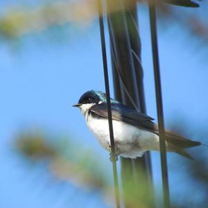 Tree Swallow