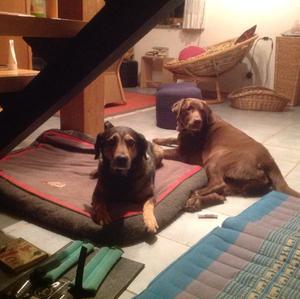 Unknown Breed