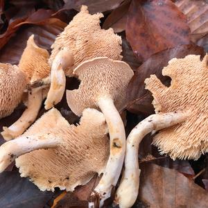 Hedgehog Fungus, Common