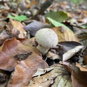 Pestle-shaped Puffball