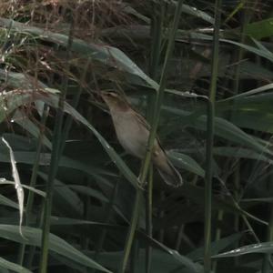 Sedge Warbler