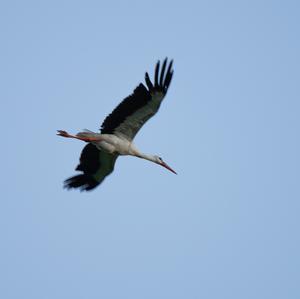 White Stork