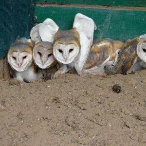 Barn Owl