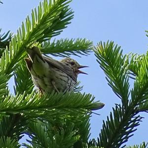 Wiesenpieper