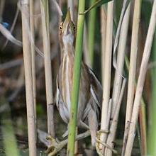 Little Bittern