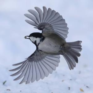 Coal Tit